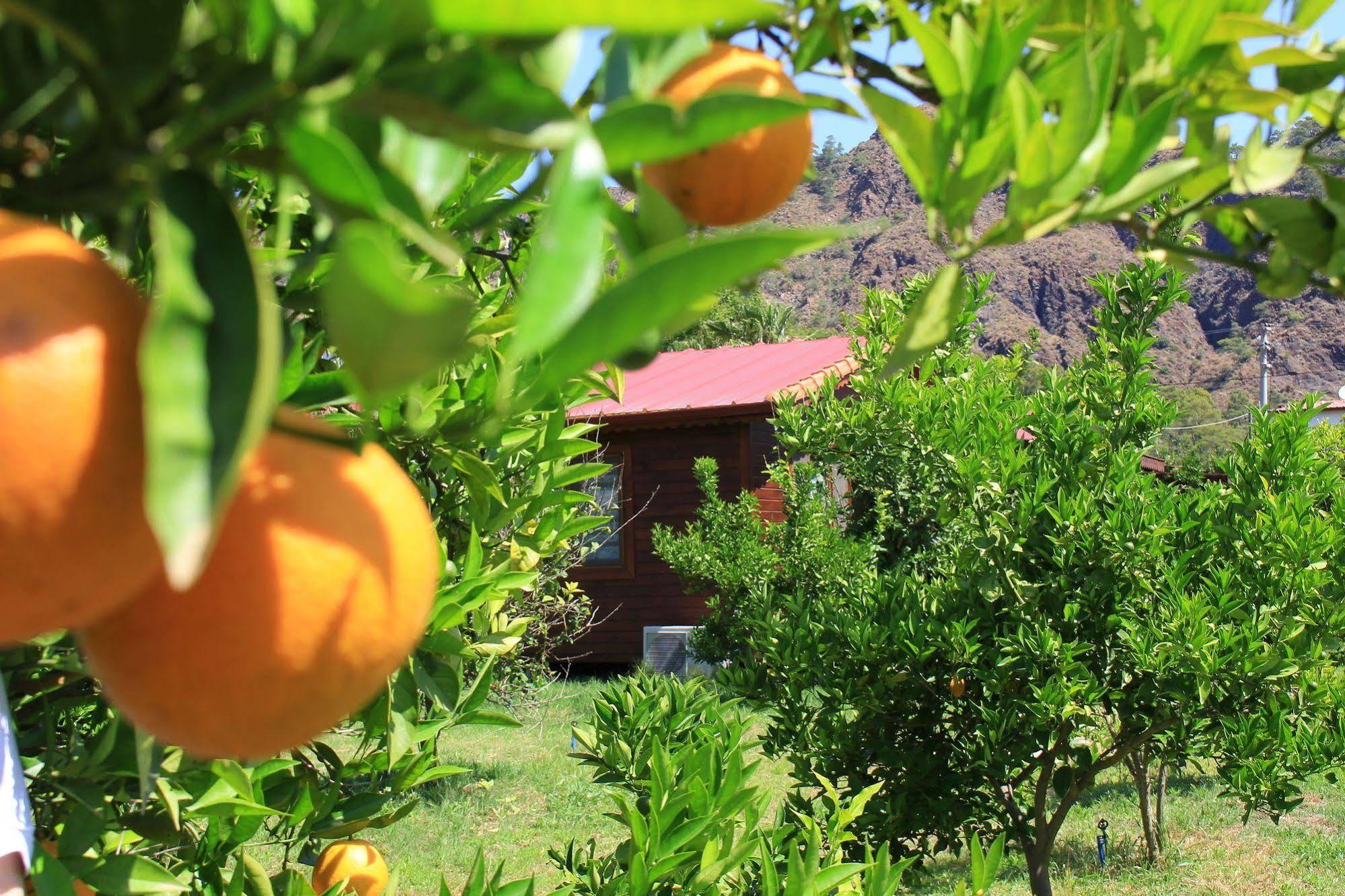 Çıralı Ikiz Villas מראה חיצוני תמונה